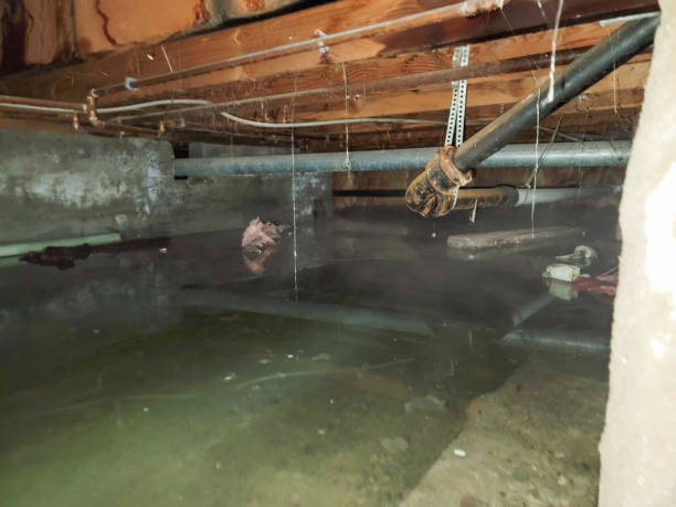 Best Basement water damage restoration  in Saline, MI
